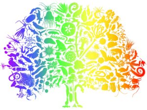 Tree of Life program targets publication of 200 genome notes per month, supporting advances in agriculture, conservation and medicine